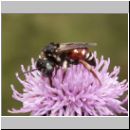 Epeoloides coecutiens - Schmuckbiene w02 9mm.jpg